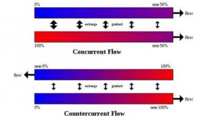 Sistema-circulacion-contracorriente--478x270