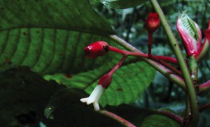 Sommera-cusucoana-2