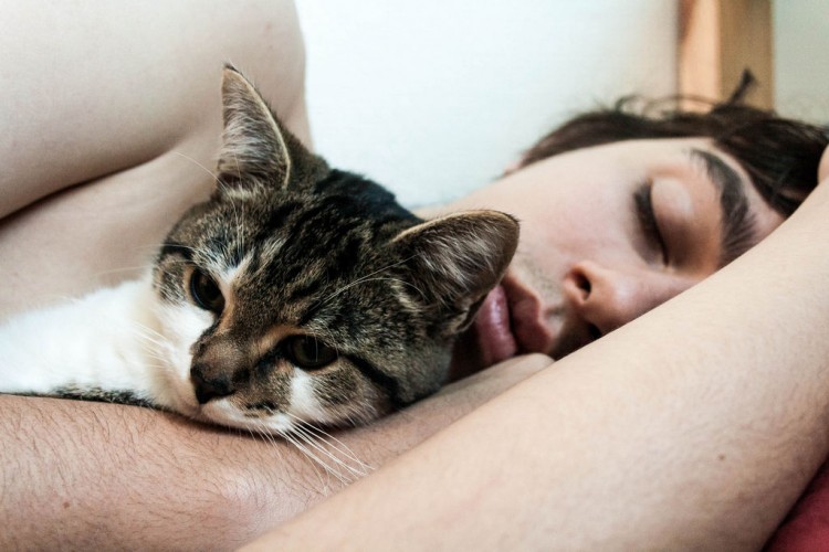 amor-gatos-felicidad-dormir-art