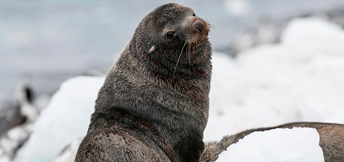 animales-de-la-antartida-lobo-marino-antartico