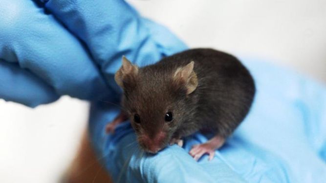 animales-investigadores-planean-ensayos-humanos_1099700157_64018523_667x375