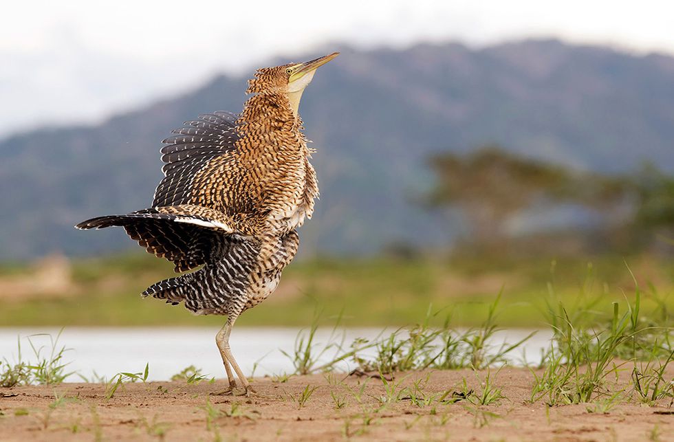 aves10