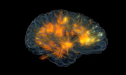 cerebr343443o