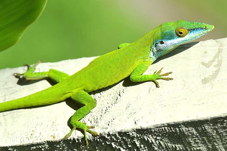 chipojo-verde
