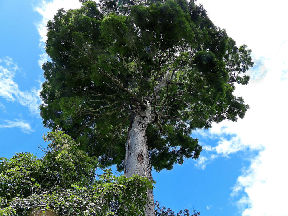 content-15271arbol09042-animal-2