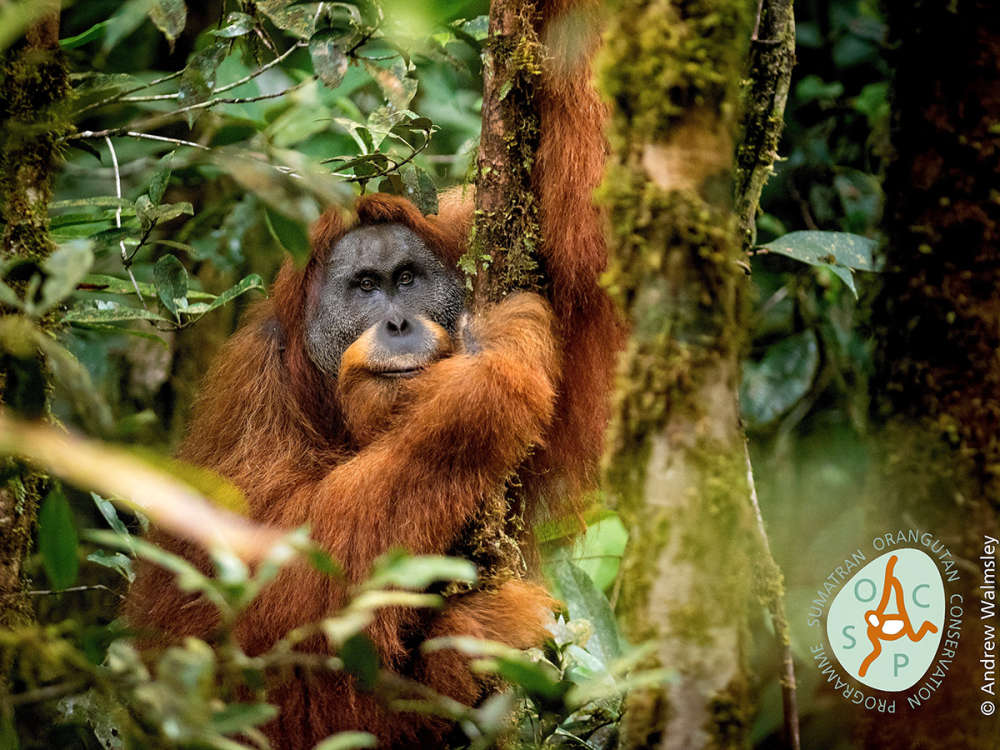 content-1527oran110394-animal-5