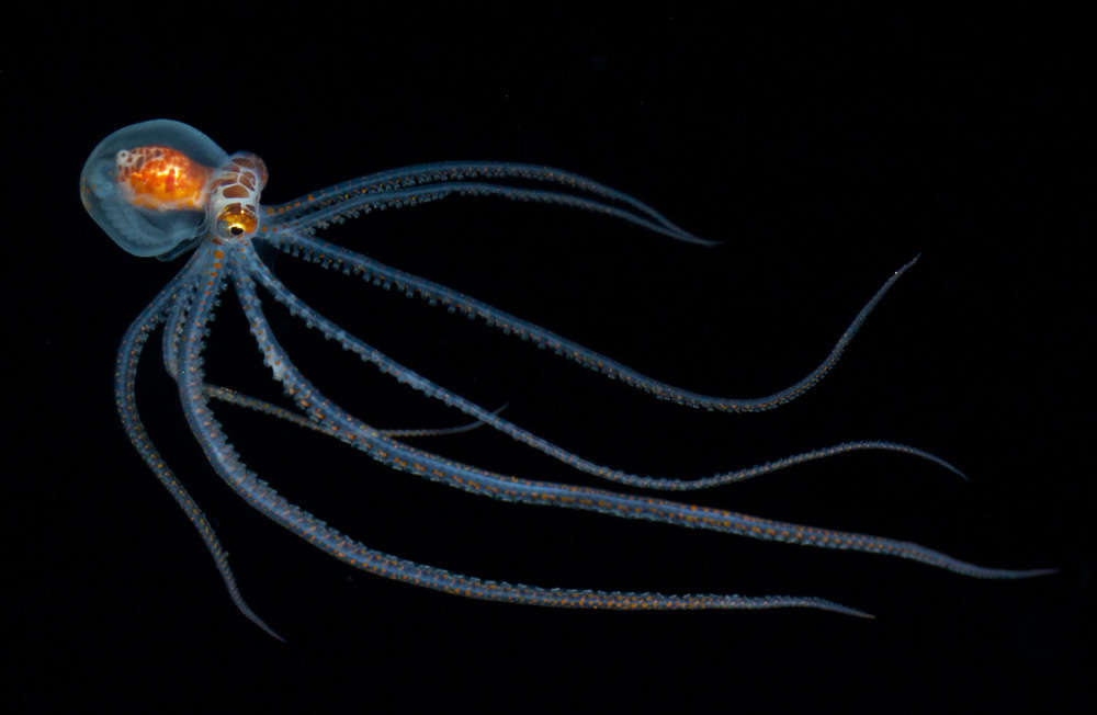 content-1551716078-callistoctopus-ornatus-3