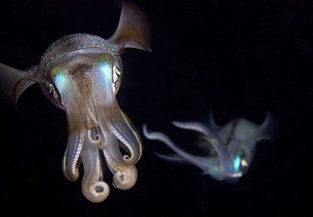 Sepioteuthis pair