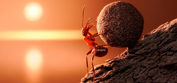 curiosidades-del-mundo-hormiga-superpoder