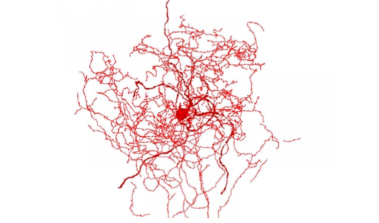 descubren-una-nueva-clase-de-neuro444