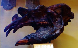 diprozztodon-1