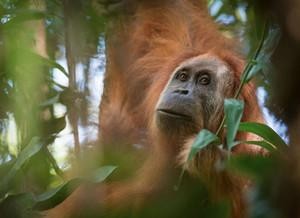ejemplar-pongo-tapanuliensis