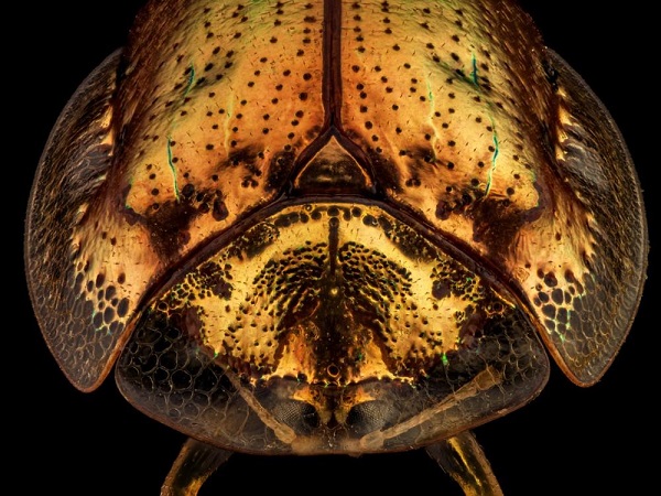 escarabajo-tortugaoro_0