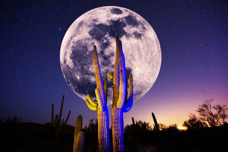 espinas-de-cactus-son-el-arma-perfecta-1542873082