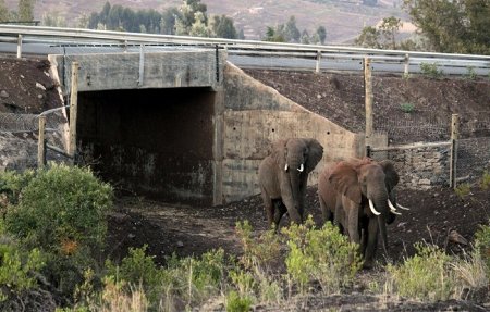 full_1367927884elephantunderpasskenya