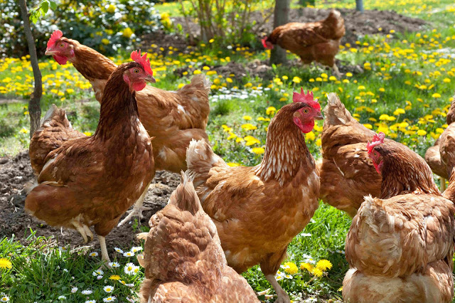 gallinas aire libre shutterstock_100448029 reducida