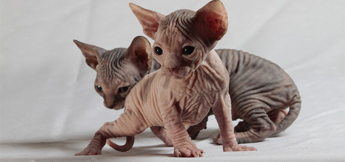 gato-elfo-1-1