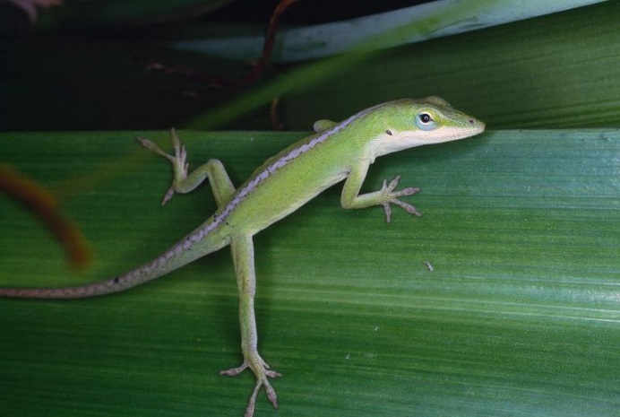 gecko-gekkonidae-micronesia-news-photo-976652598-1544364373