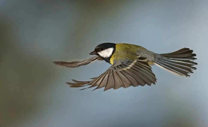 guerra-entre-dos-especies-de-aves-1547202382