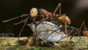 hormigas--644x362