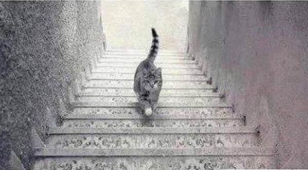 ilusión-gato-min