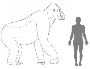 kingkong-real--620x480