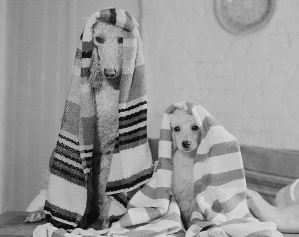 los-perros-grandes6682