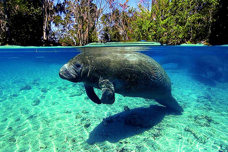 manati