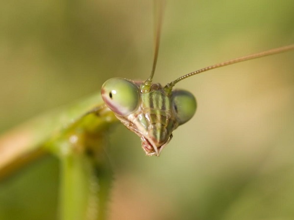 mantis-china