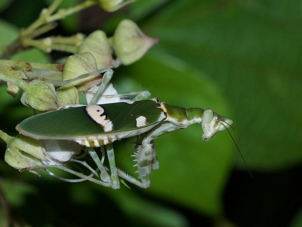 mantis-flor-india