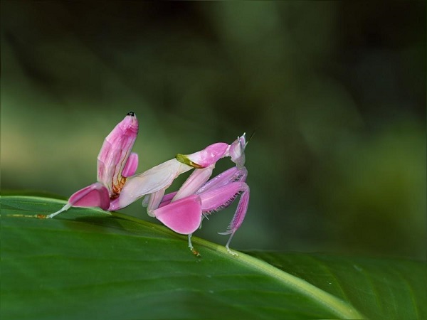 mantis-orquidea
