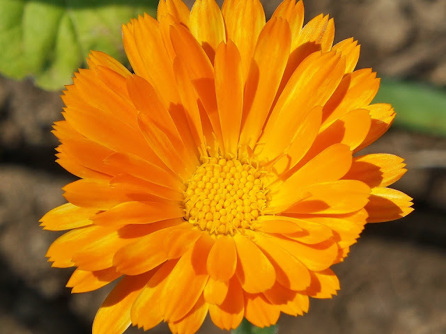 marigold-3270772_1920pixabay