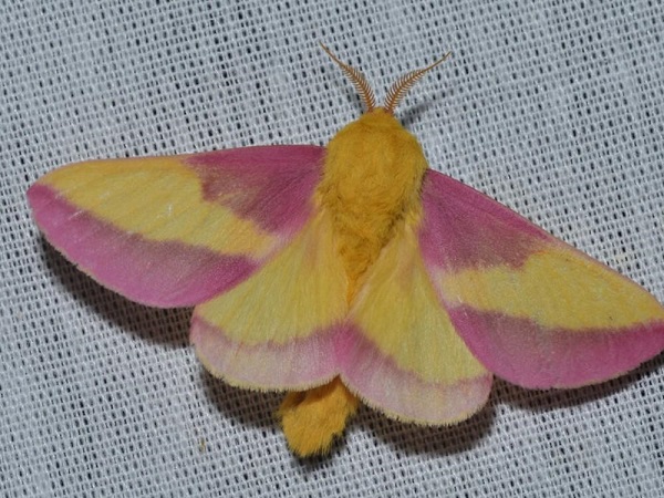 mariposa-rosada
