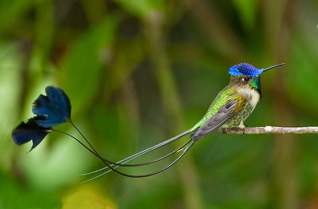 marveloucolibrisaa1spatuletail