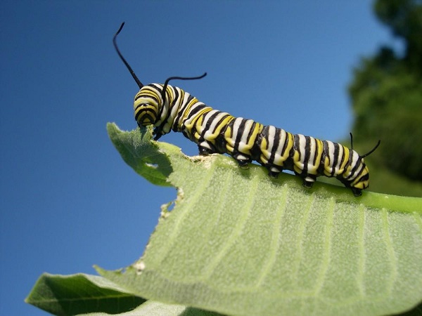oruga-monarca