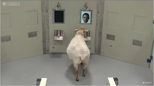 ovejasbarack-kYBI--620x349@abc