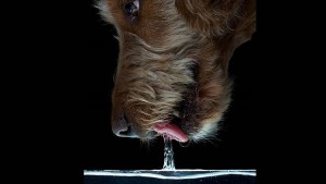 perro-lengua--620x349