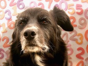 perro_anciano