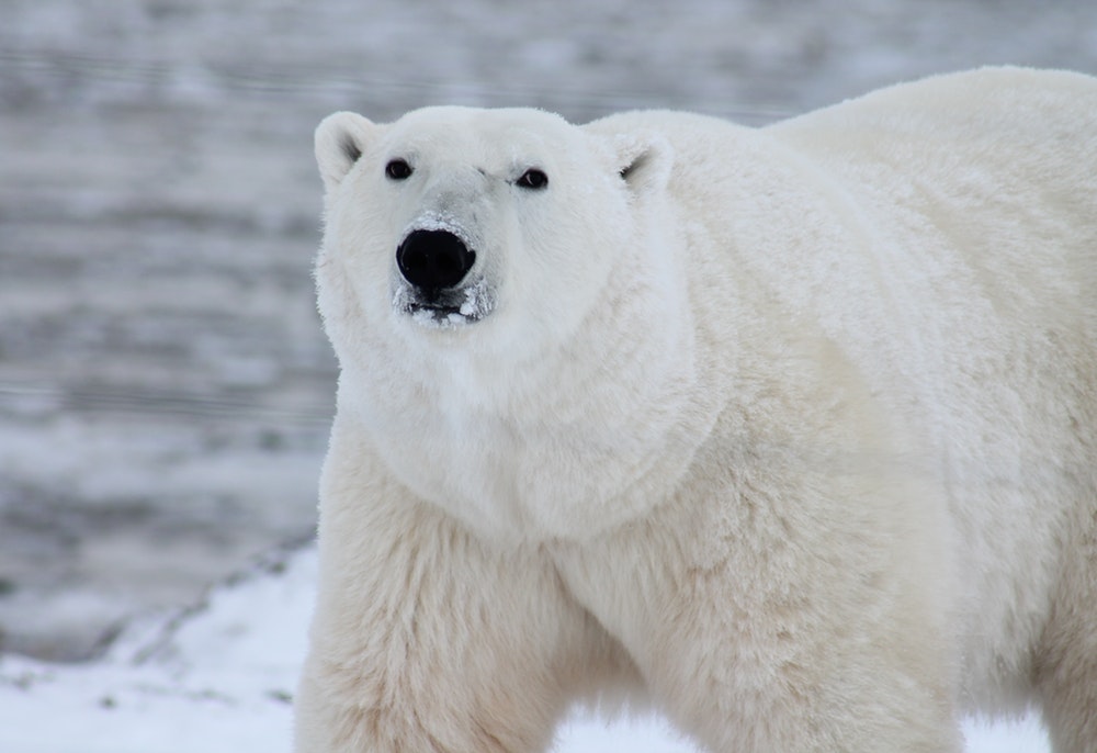 polar-bear-arctic-wildlife-snow-53425.jpeg.imgo