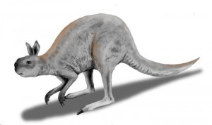 procoptodon-700x416