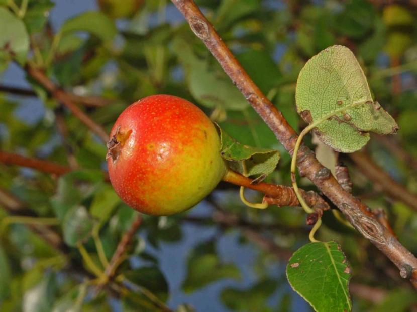 pyrus_pyraster