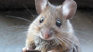 raton