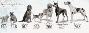 razas_perros