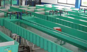 sector_acuicola_pesquero