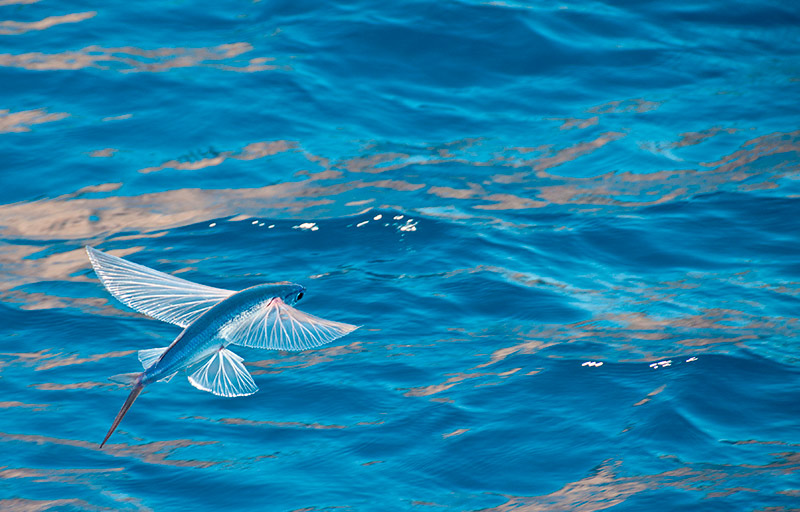 shutterstock_3492pezvolador21071