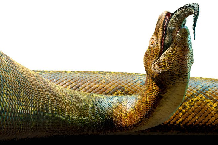 titanoboa1