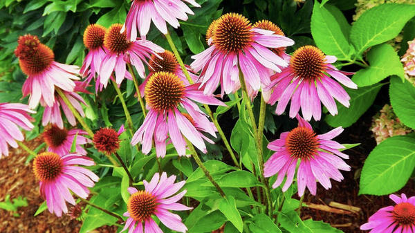 un-interruptor-para-hacer-florecer-las-plantas_full_landscape