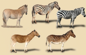 what-is-quagga_03
