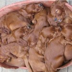 ¿Cuántos cachorros ves?