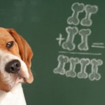 Los perros podrían entender las matemáticas